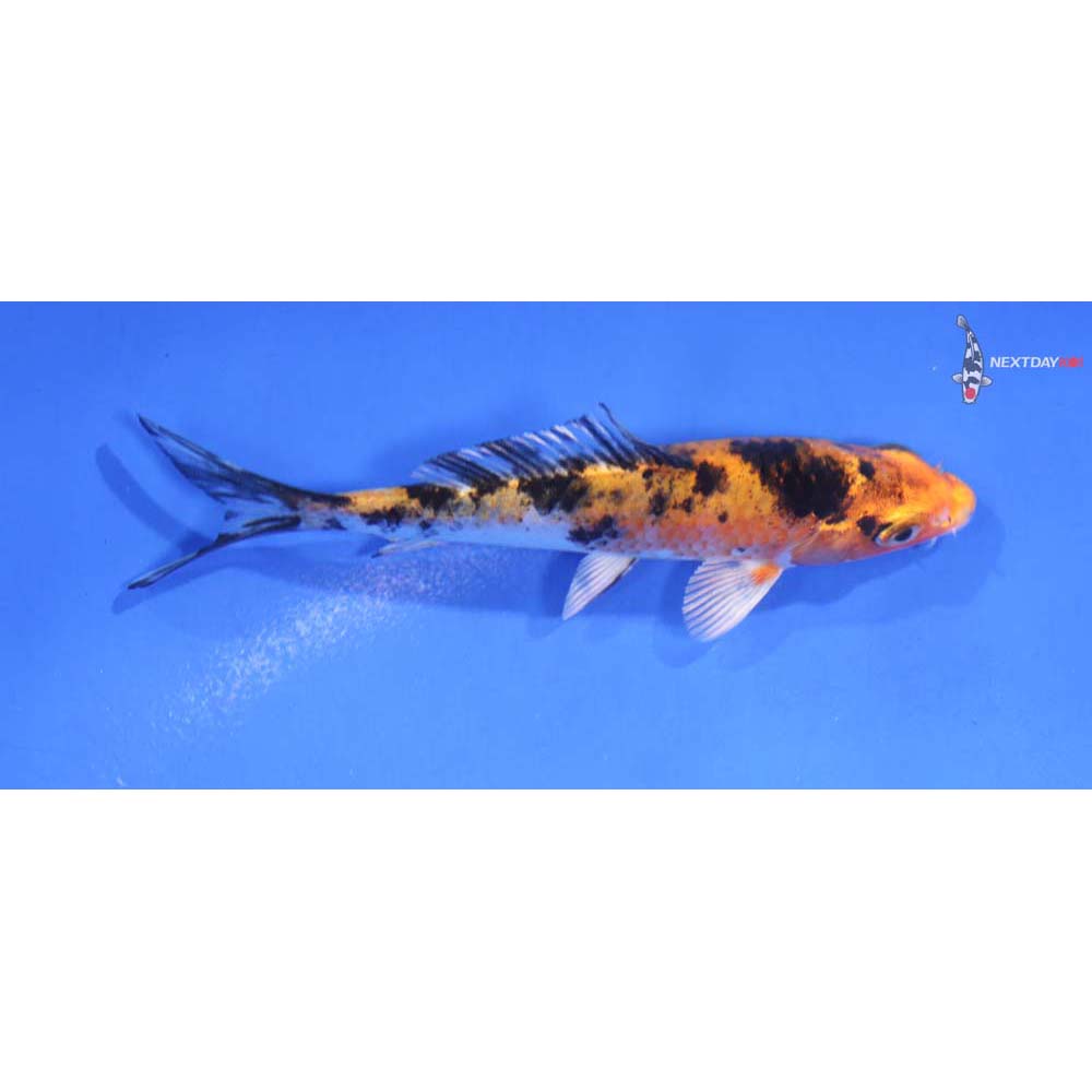 4” Imported Gin Rin Aka Bekko