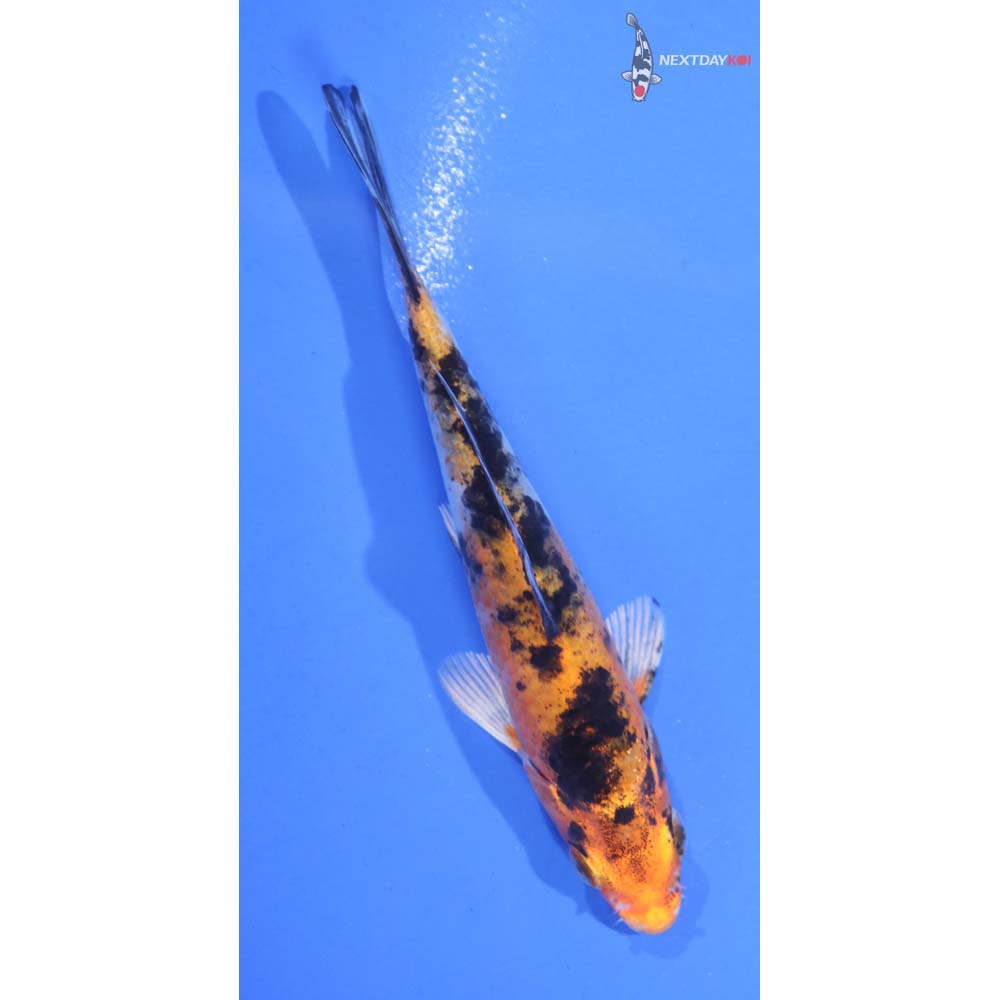 4” Imported Gin Rin Aka Bekko