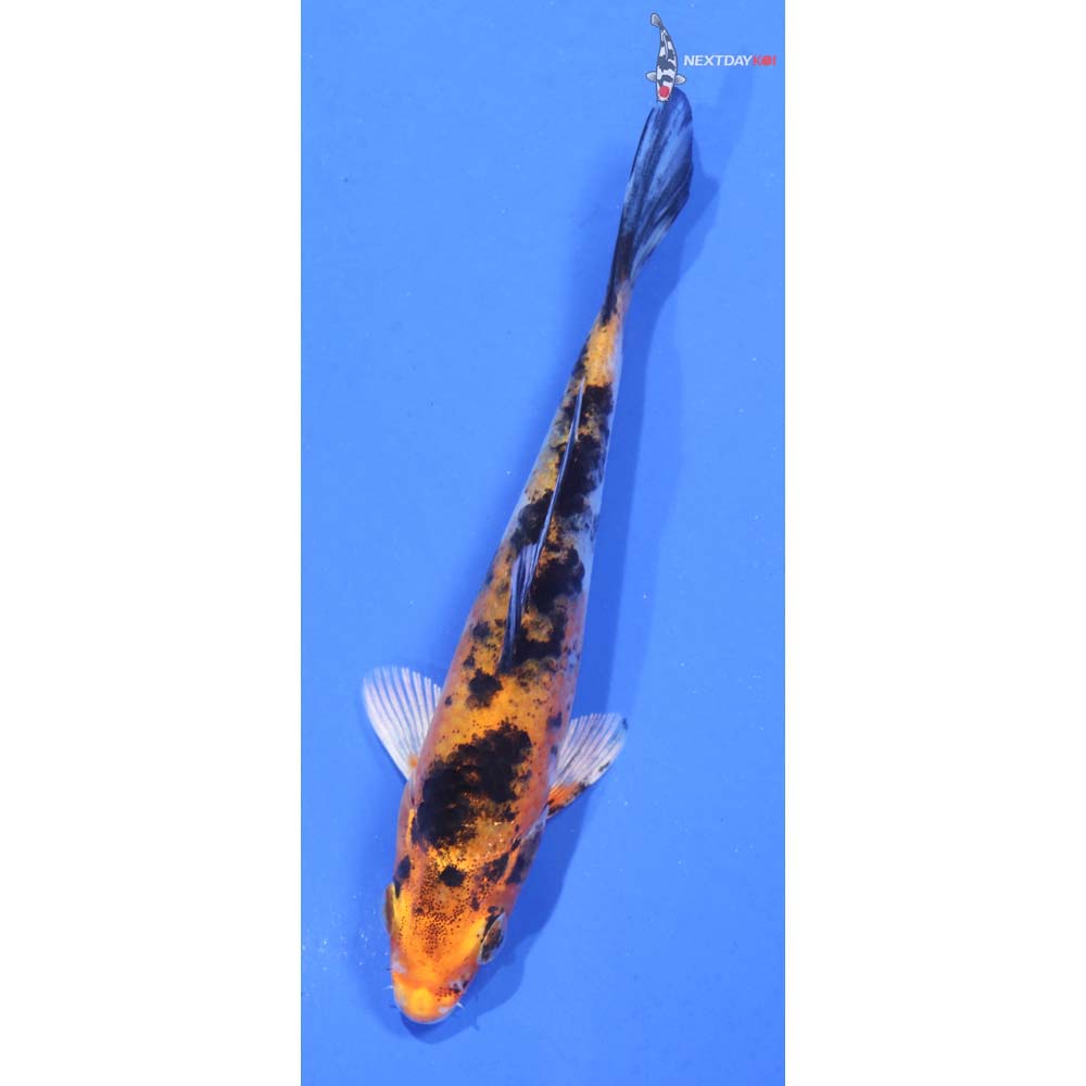 4” Imported Gin Rin Aka Bekko