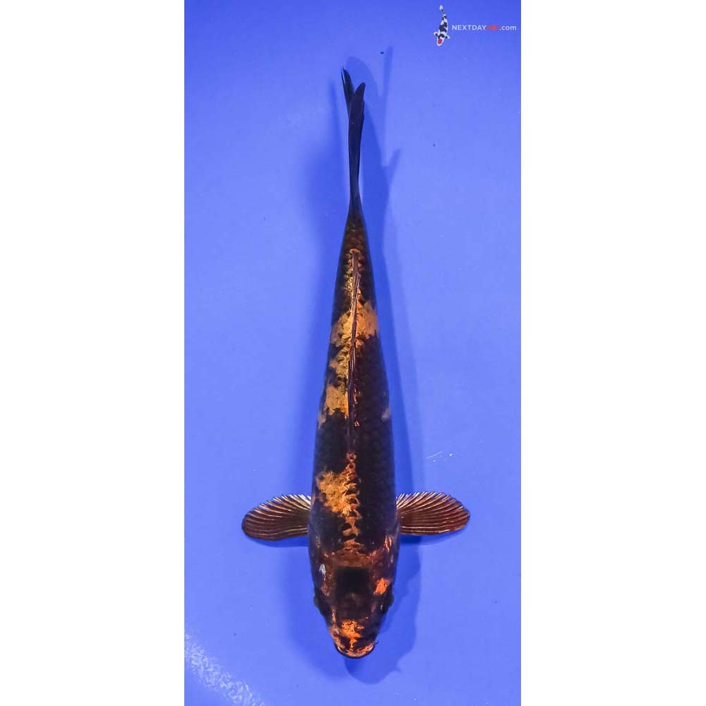 6” Imported Kin Hi Utsuri