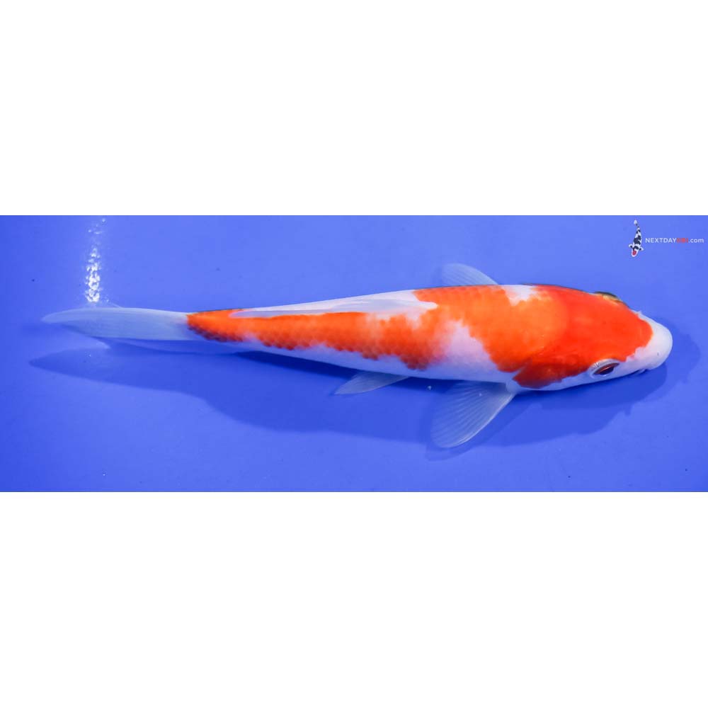 6.5” Imported Kohaku