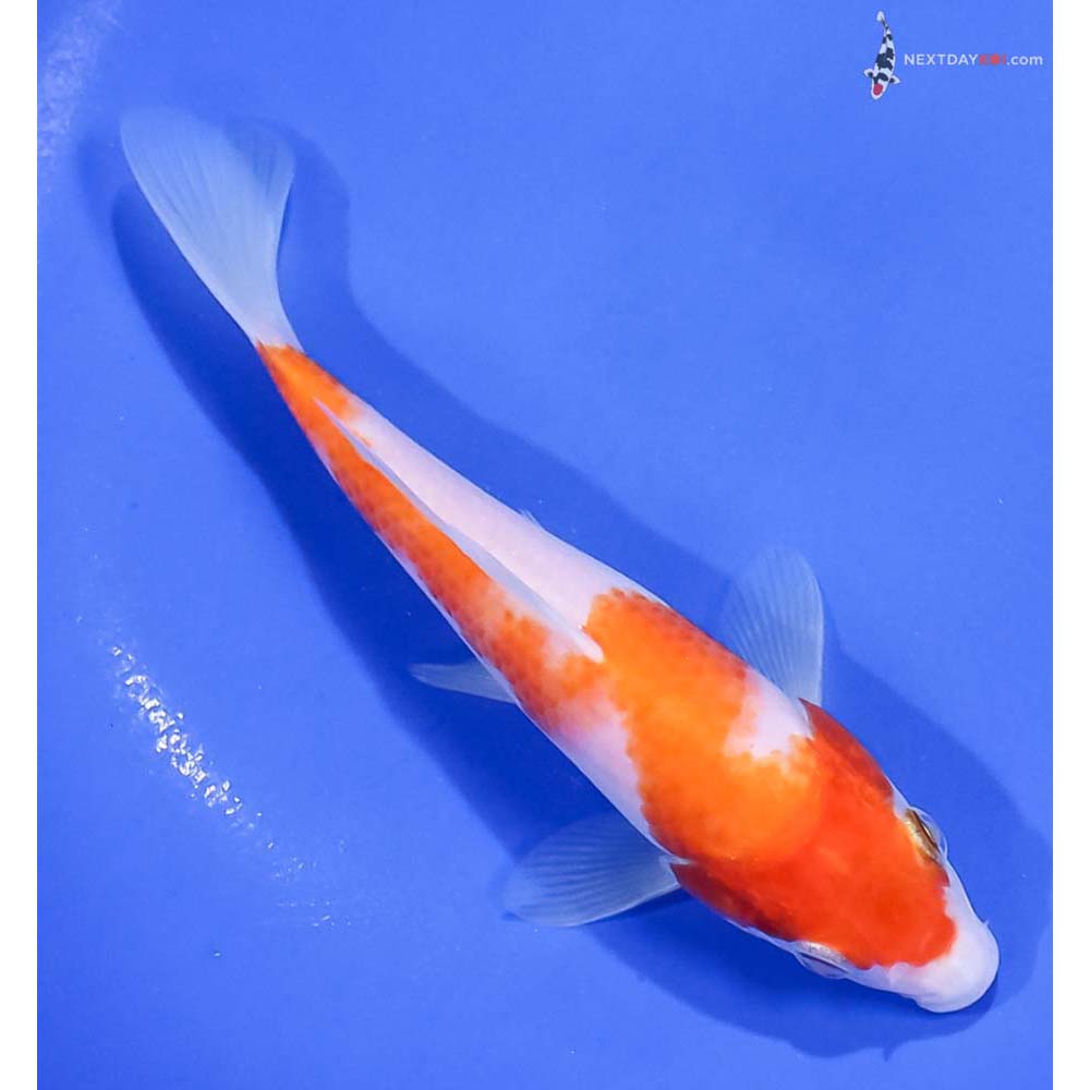 6.5” Imported Kohaku