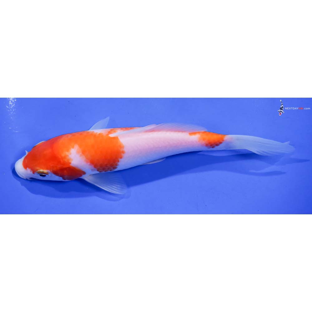 6.5” Imported Kohaku