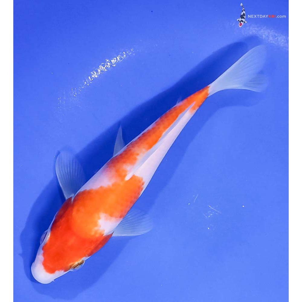 6.5” Imported Kohaku