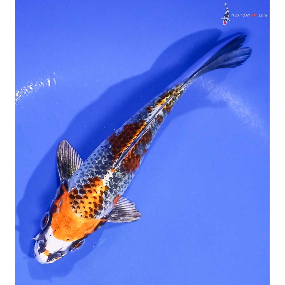 5.5” Imported Kujaku