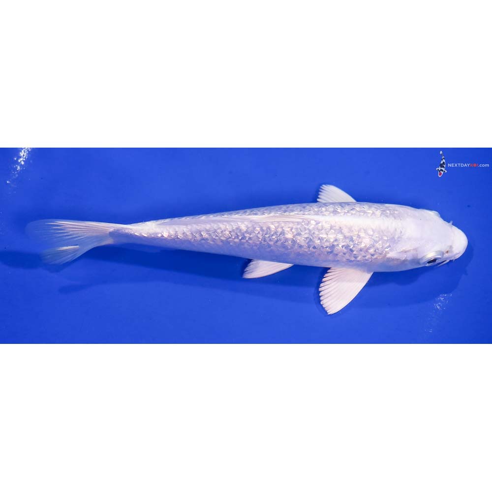 7” Imported Gin Rin Platinum Ogon