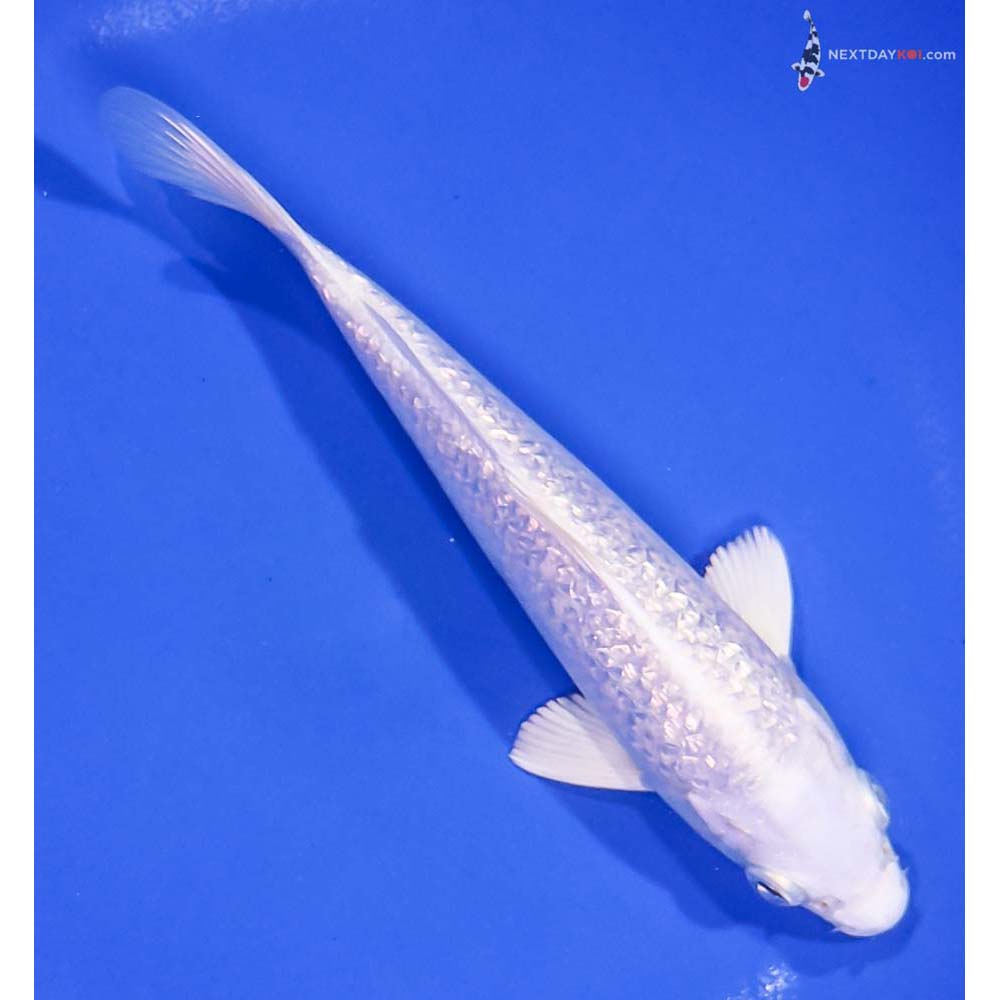 7” Imported Gin Rin Platinum Ogon