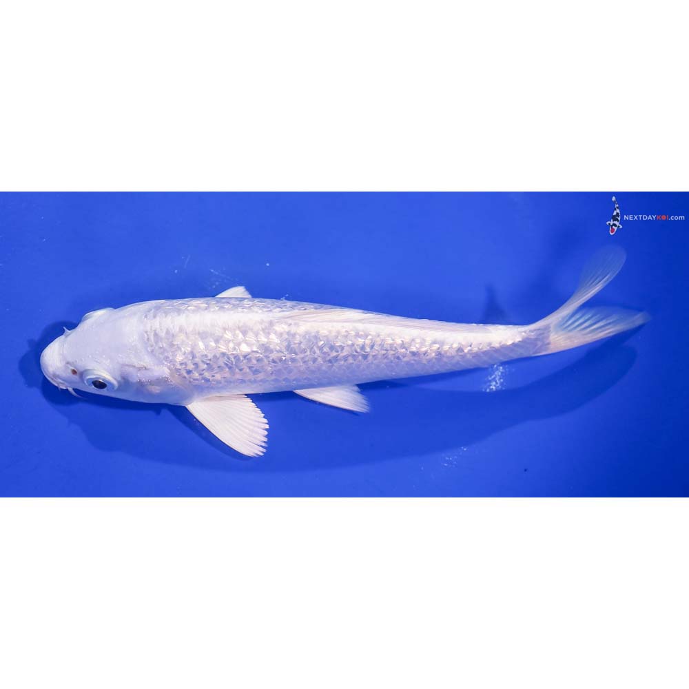7” Imported Gin Rin Platinum Ogon