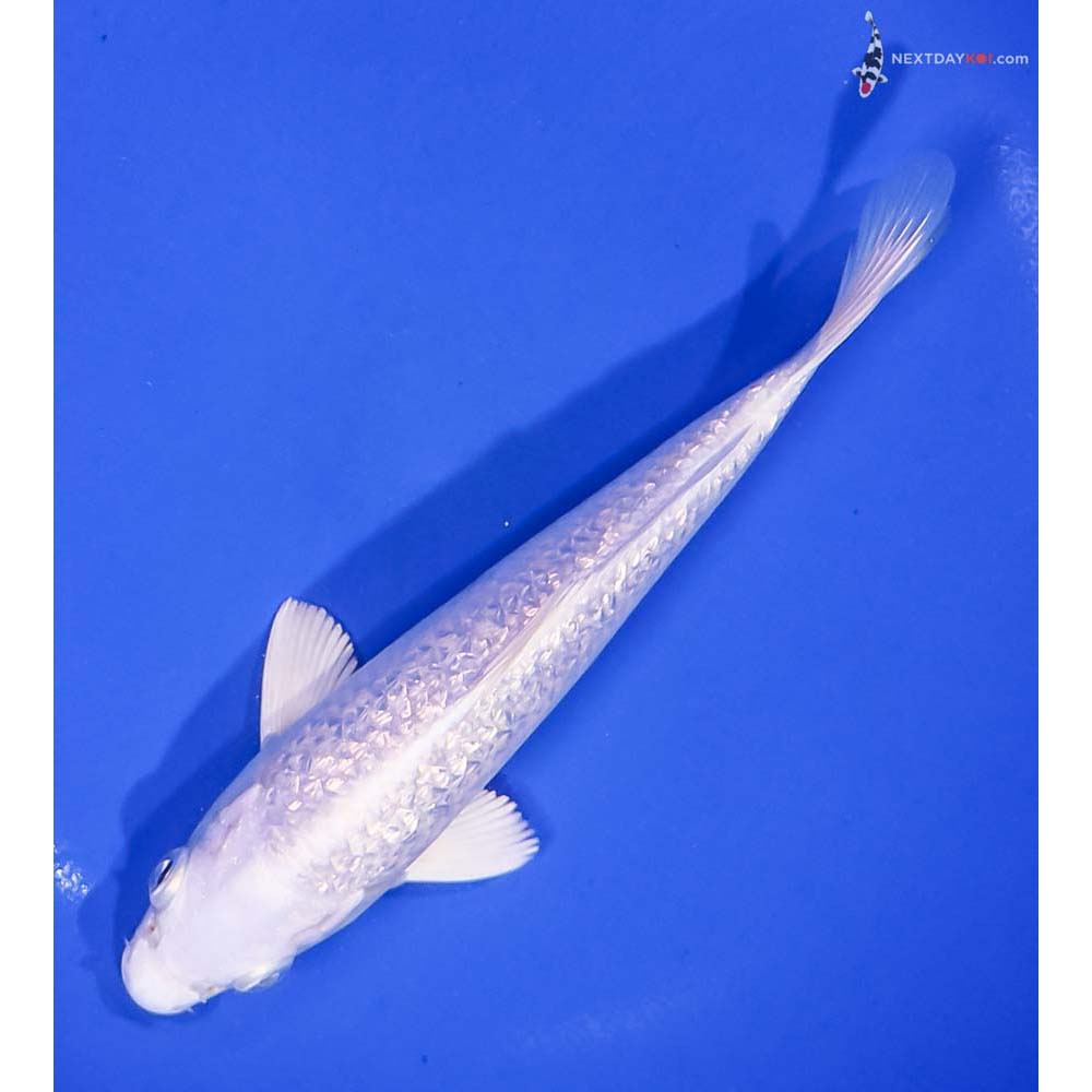 7” Imported Gin Rin Platinum Ogon
