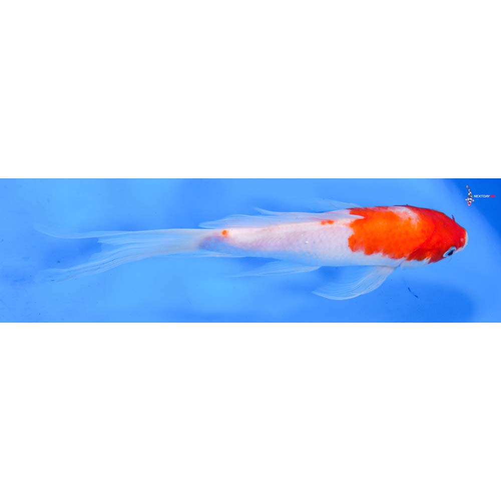 9” Imported Kohaku Butterfly Koi