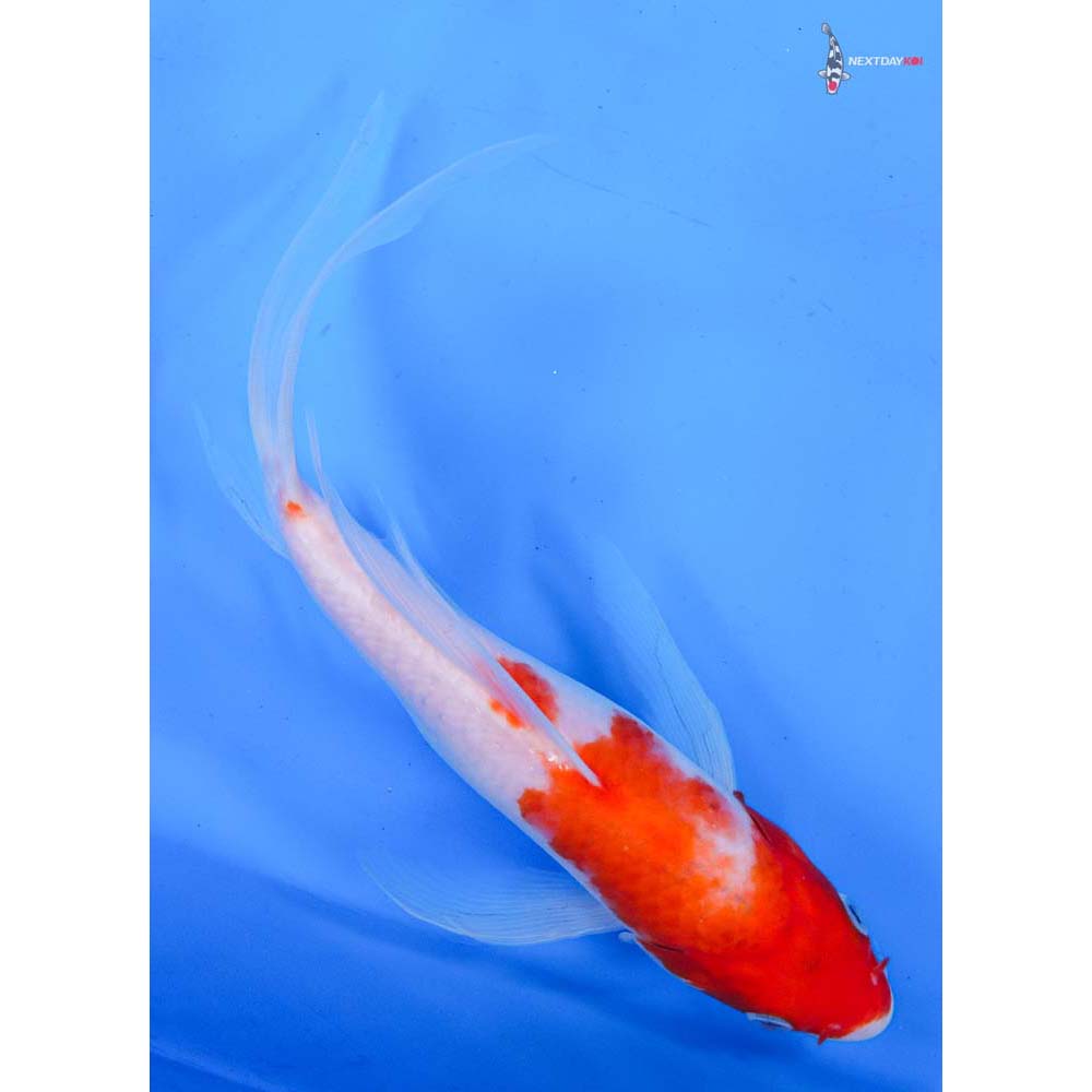 9” Imported Kohaku Butterfly Koi
