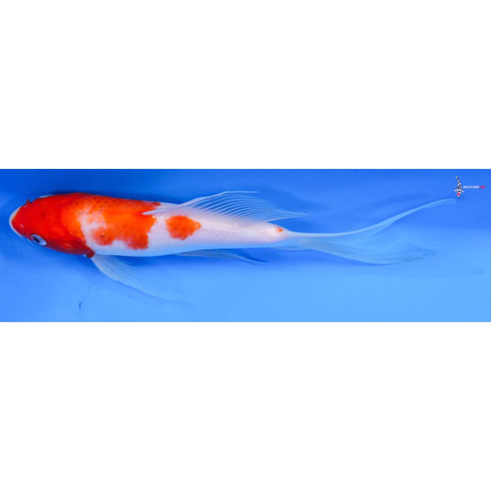 9” Imported Kohaku Butterfly Koi