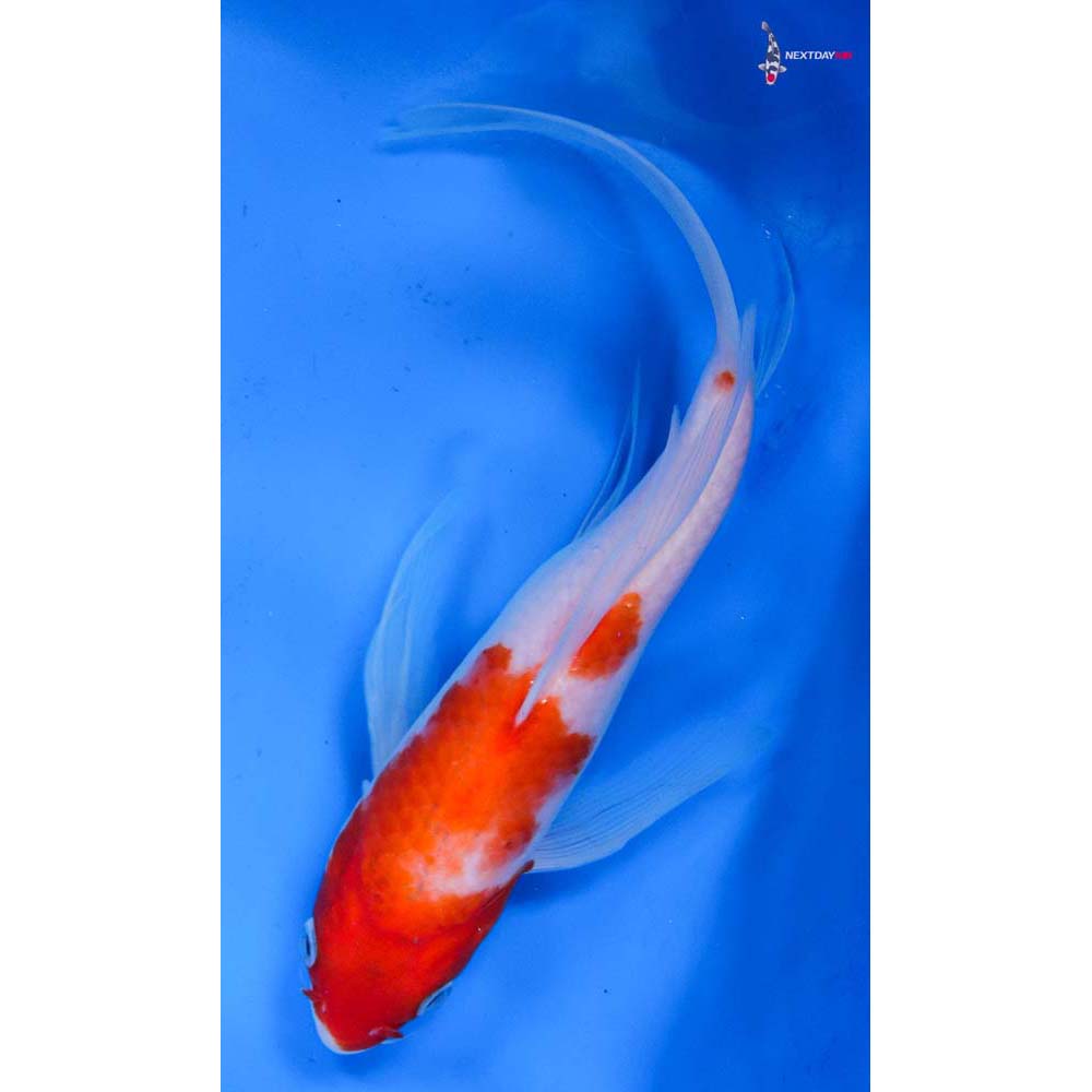 9” Imported Kohaku Butterfly Koi