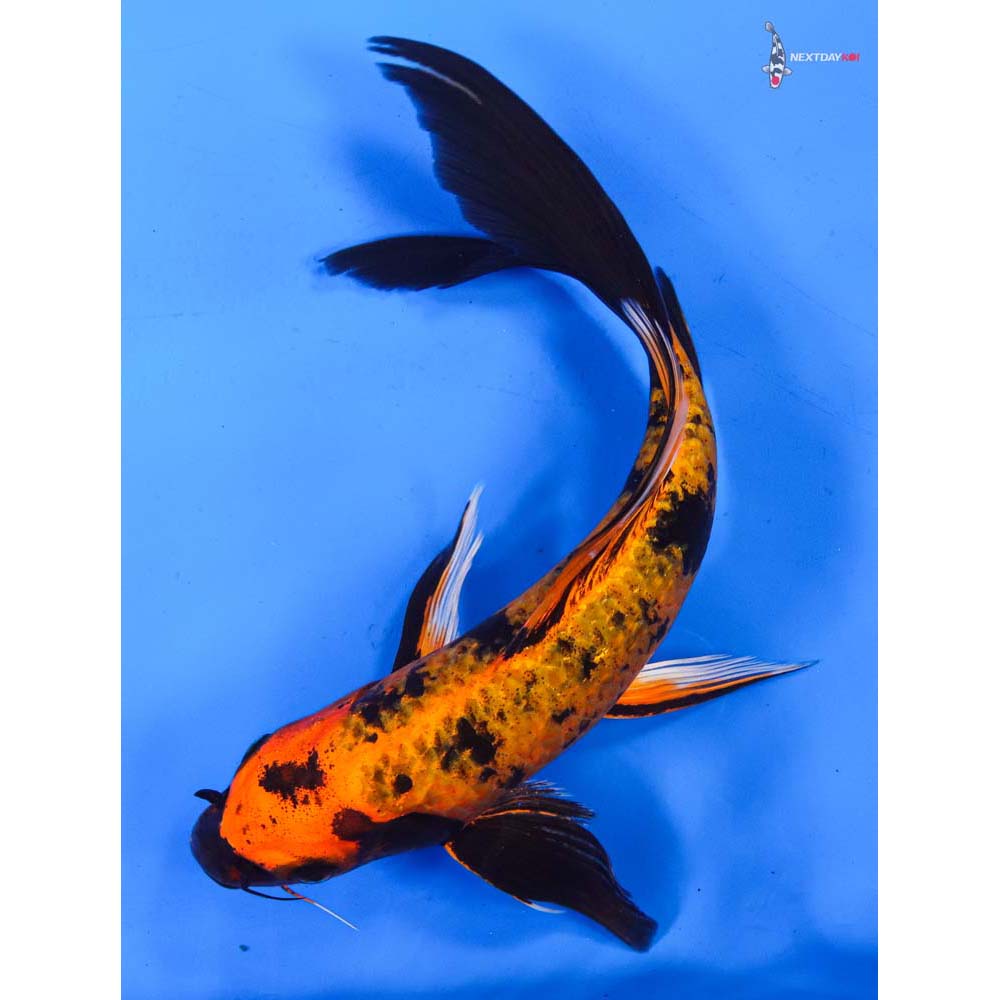 9” Imported Kin Hi Utsuri Butterfly Koi