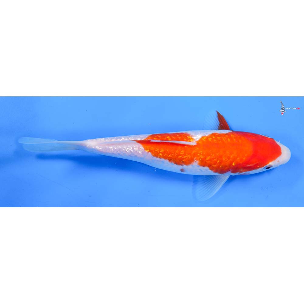 8.5” Imported Gin Rin Kohaku