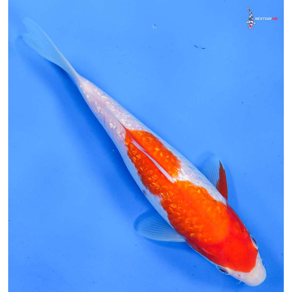 8.5” Imported Gin Rin Kohaku
