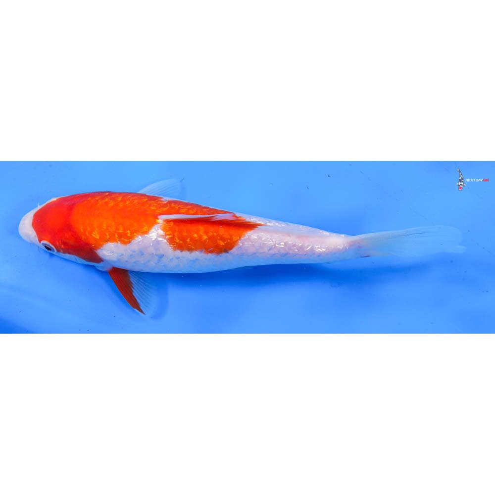 8.5” Imported Gin Rin Kohaku
