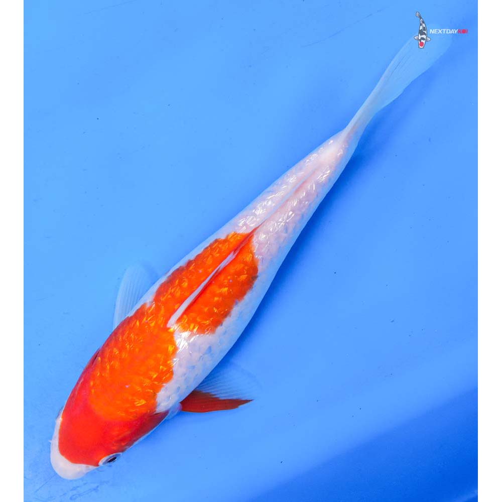 8.5” Imported Gin Rin Kohaku
