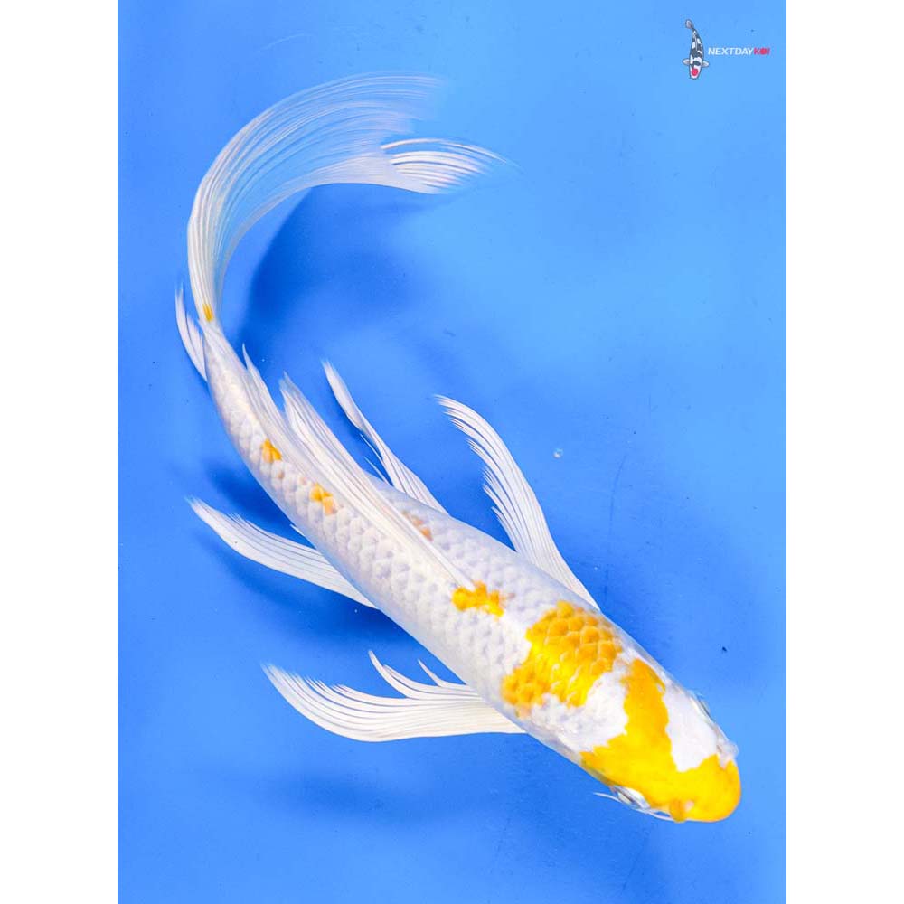 10” Imported Lemon Hariwake Butterfly Koi