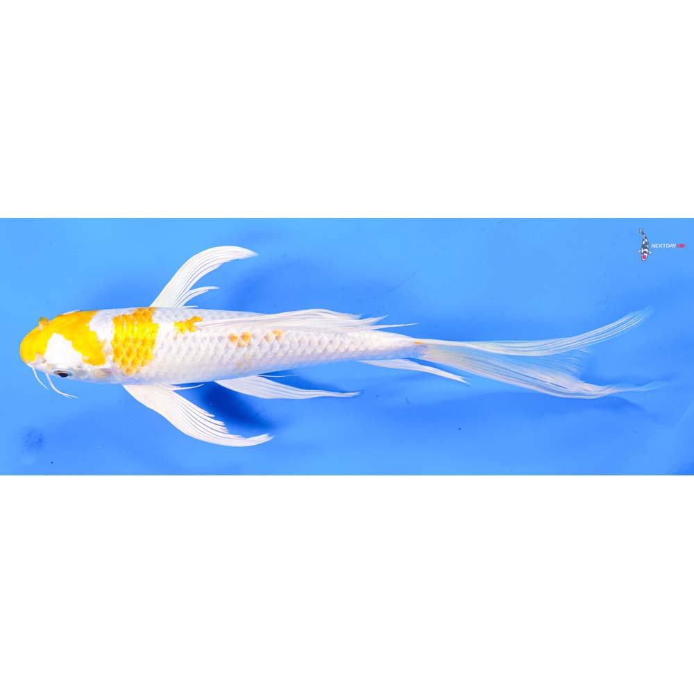 10” Imported Lemon Hariwake Butterfly Koi