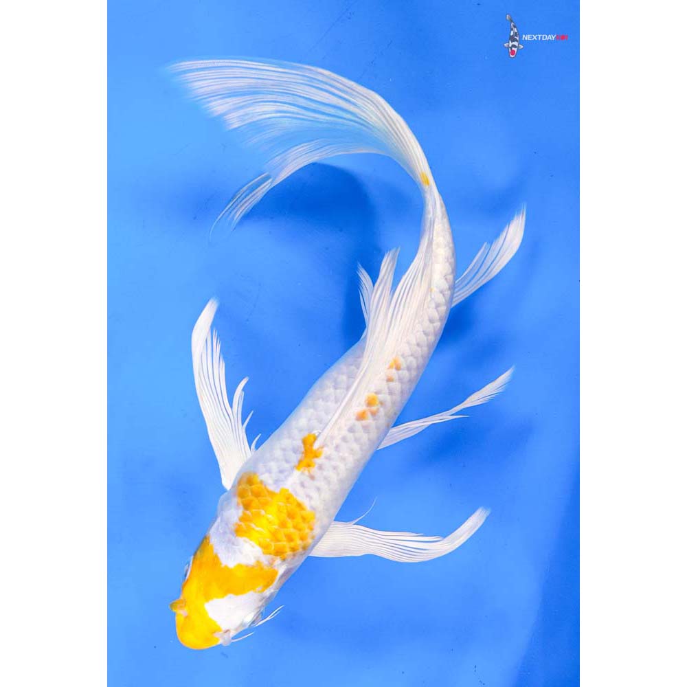 10” Imported Lemon Hariwake Butterfly Koi