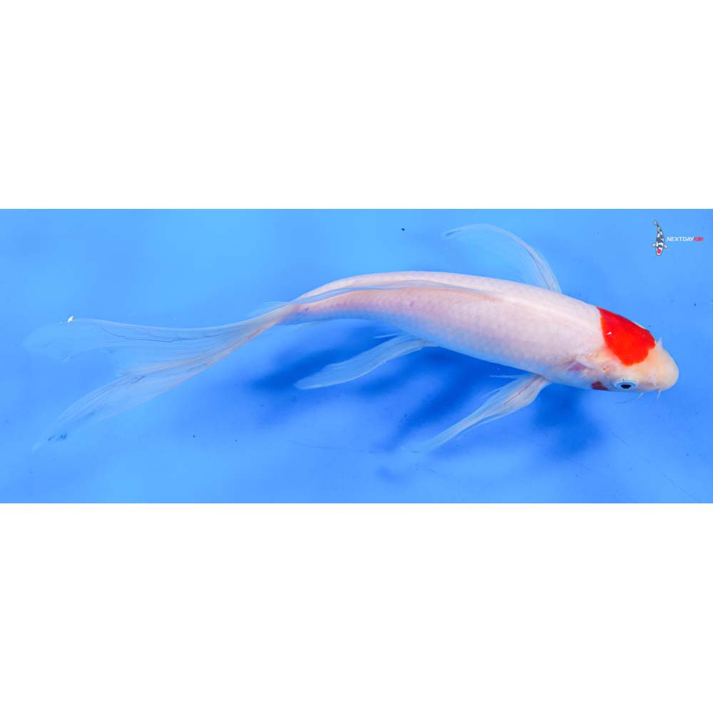 10.5” Imported Kohaku Butterfly Koi