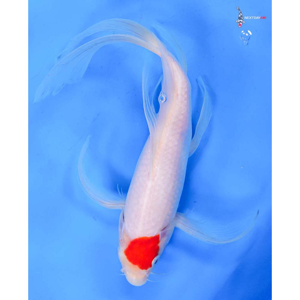 10.5” Imported Kohaku Butterfly Koi