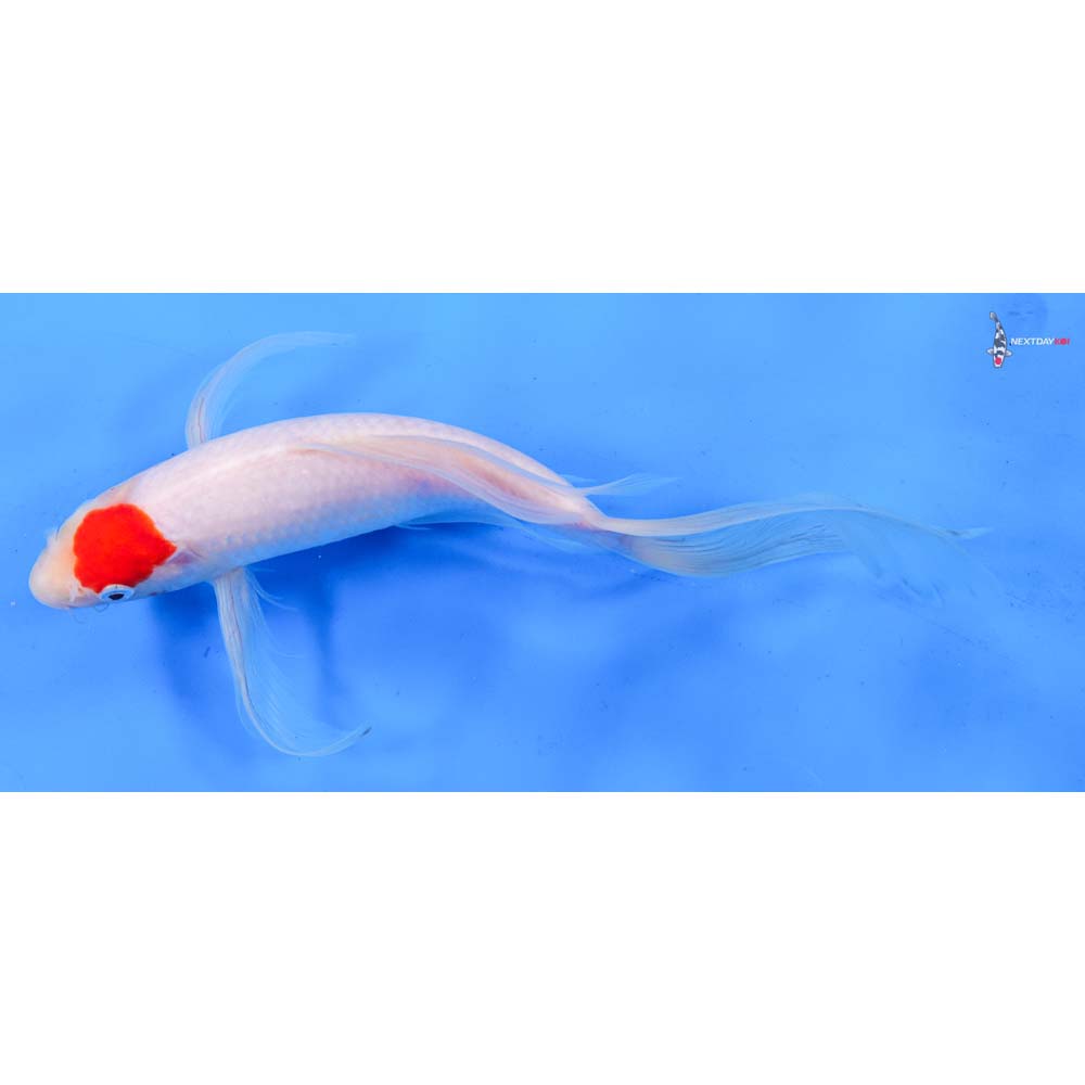 10.5” Imported Kohaku Butterfly Koi