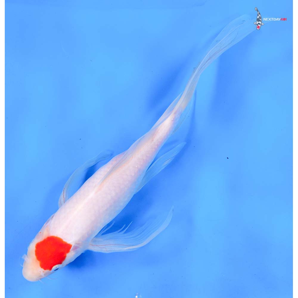 10.5” Imported Kohaku Butterfly Koi