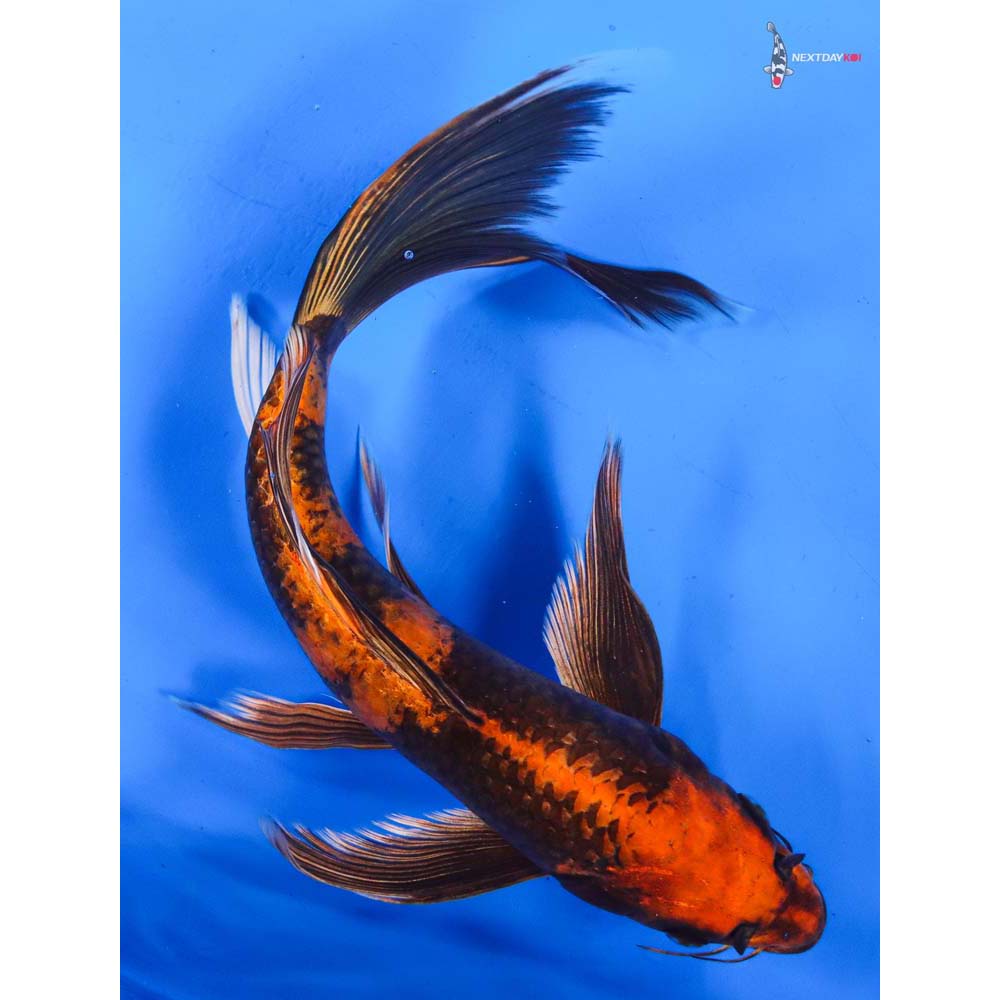 11” Imported Kin Hi Utsuri Butterfly Koi