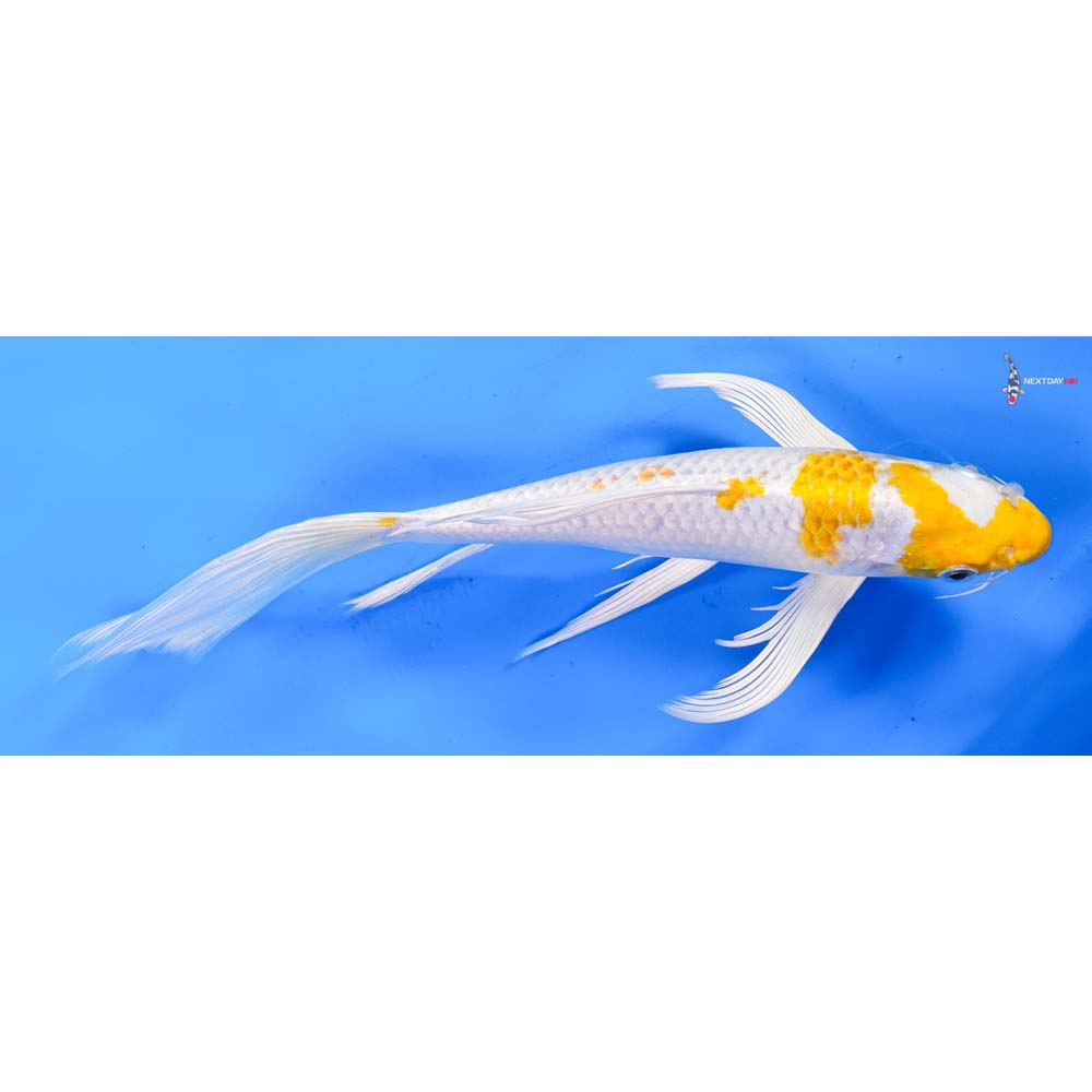 10” Imported Lemon Hariwake Butterfly Koi