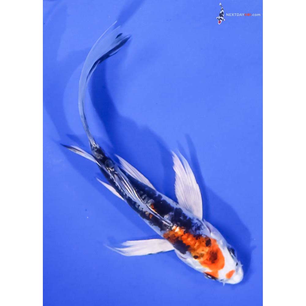 4.5” Imported Kin Kikokuryu Butterfly Koi