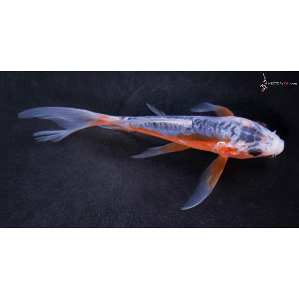 5” Imported Shusui Butterfly Koi