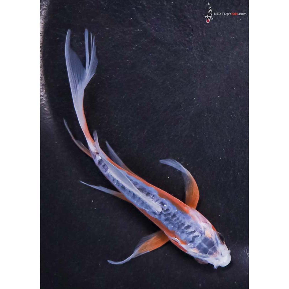 5” Imported Shusui Butterfly Koi