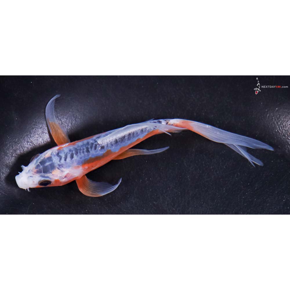 5” Imported Shusui Butterfly Koi