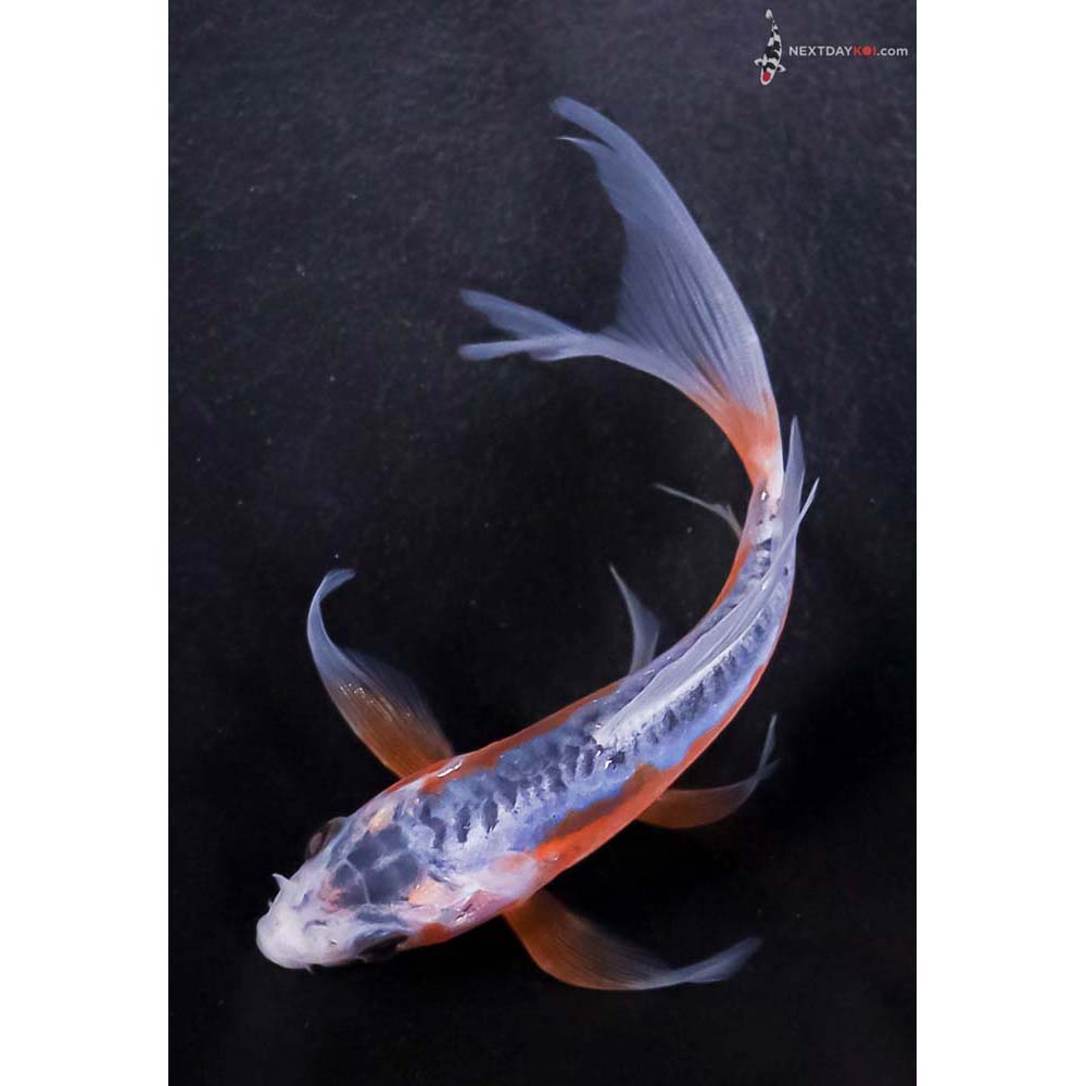 5” Imported Shusui Butterfly Koi