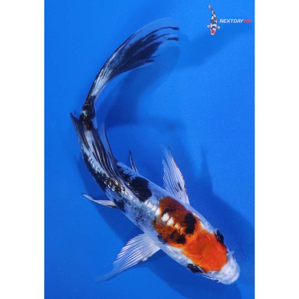 5” Imported Heisei Nishiki Butterfly Koi