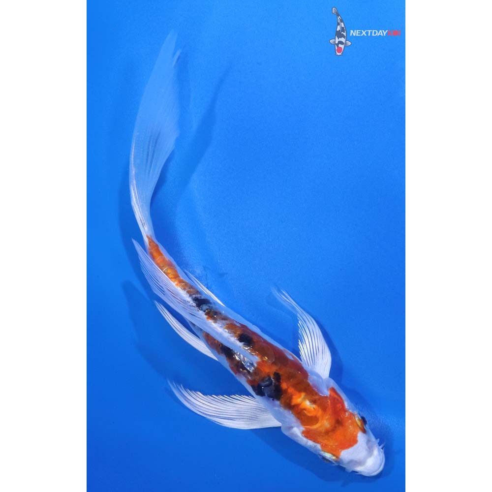 5.5” Imported Heisei Nishiki Butterfly Koi