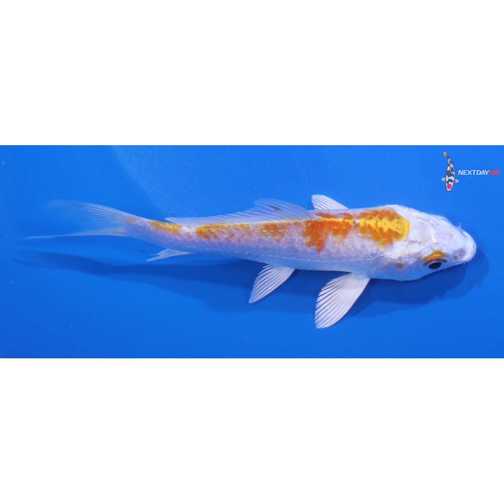 4” Imported Hariwake
