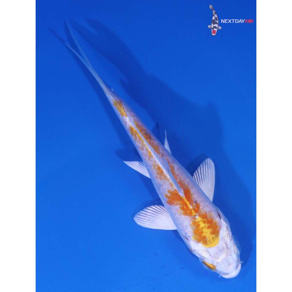4” Imported Hariwake