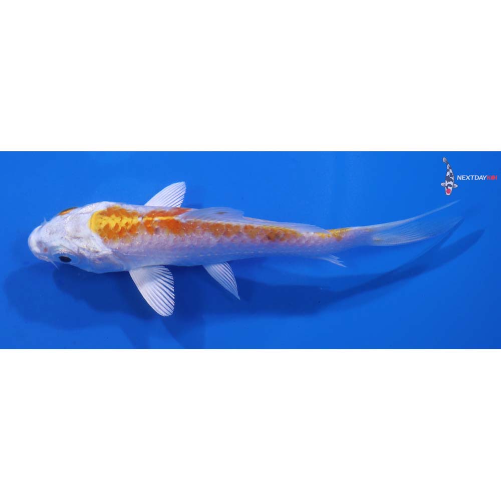 4” Imported Hariwake