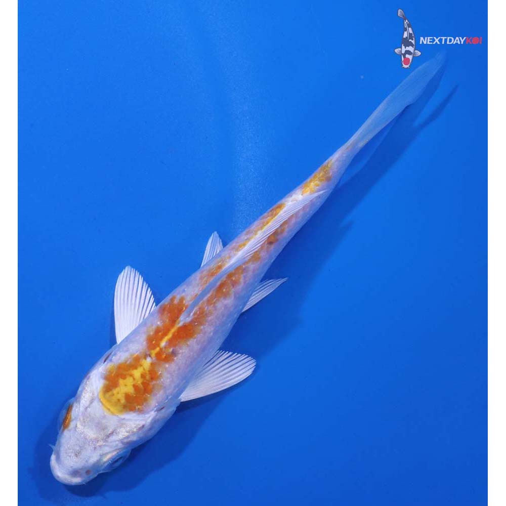 4” Imported Hariwake