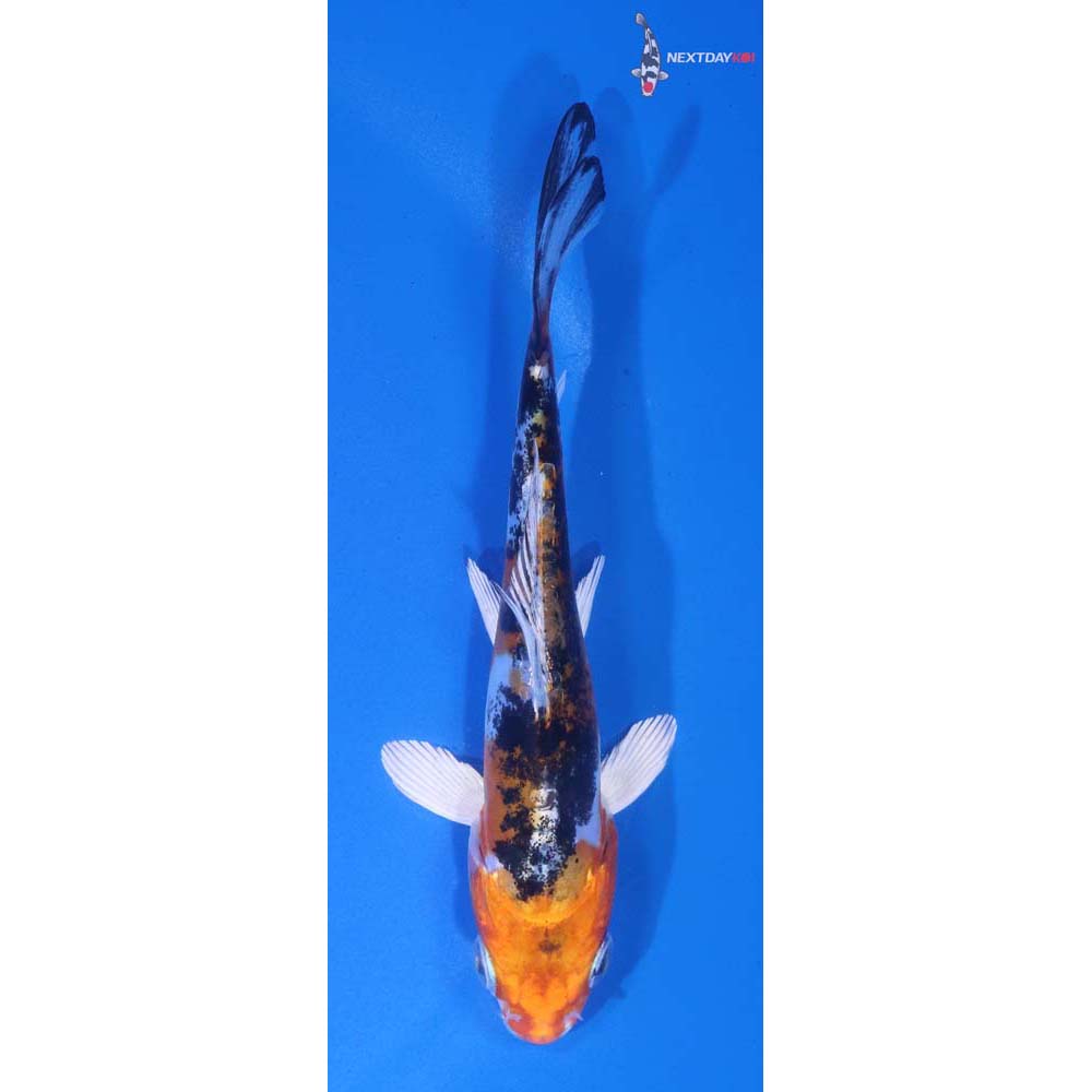 4.5” Imported Heisei Nishiki