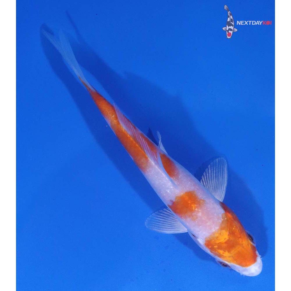4.5” Imported Hariwake