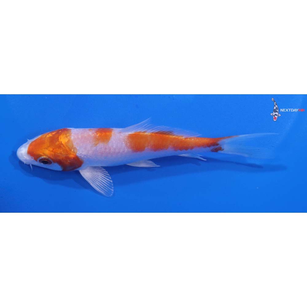 4.5” Imported Hariwake