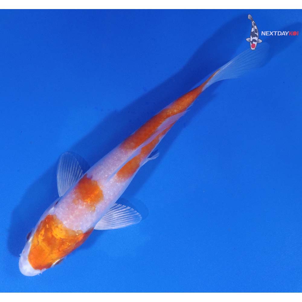 4.5” Imported Hariwake