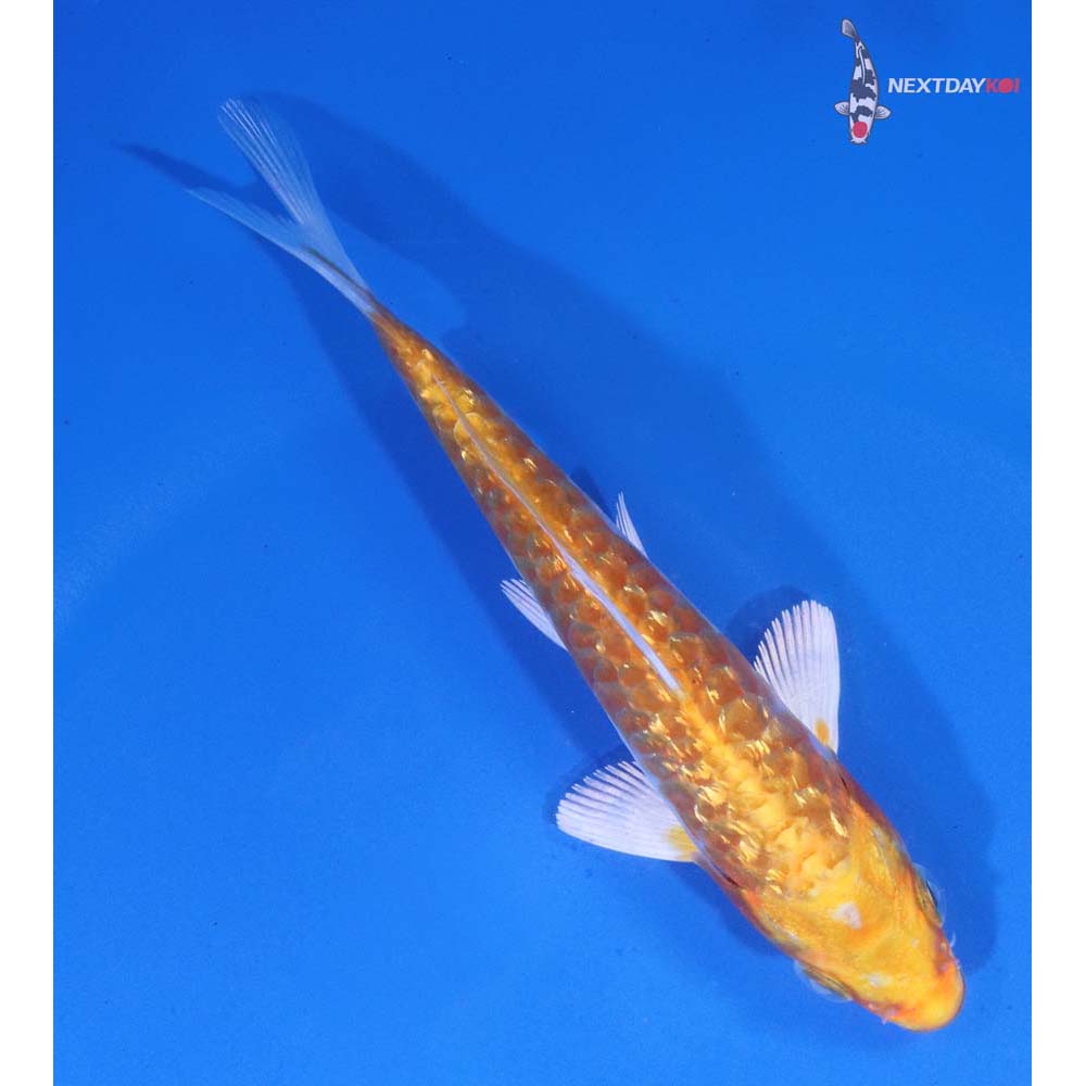4.5” Imported Gin Rin Armor Scaled Hariwake