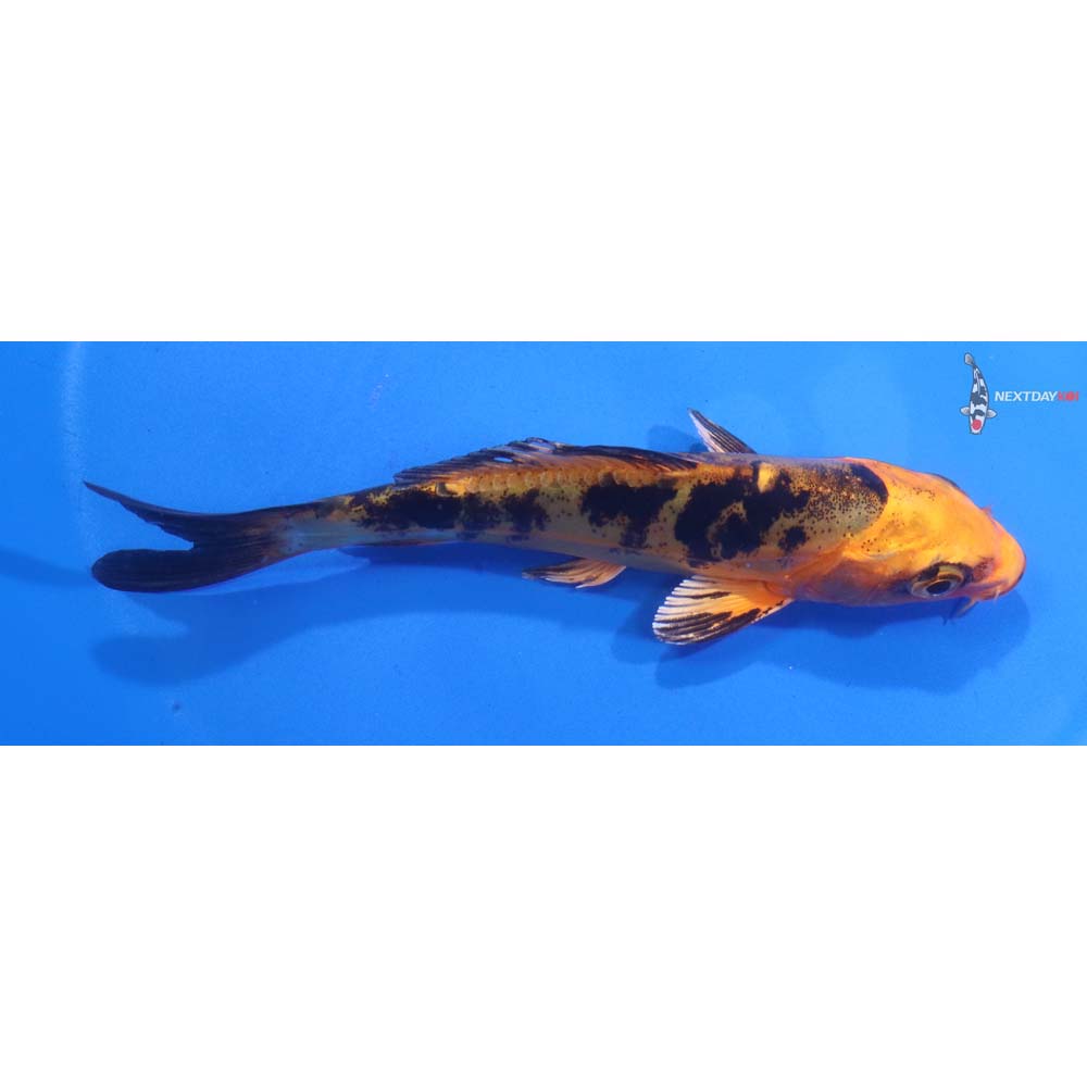 4.5” Imported Doitsu Kin Aka Bekko