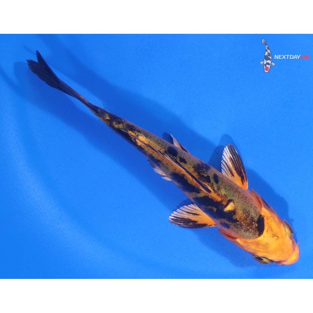 4.5” Imported Doitsu Kin Aka Bekko