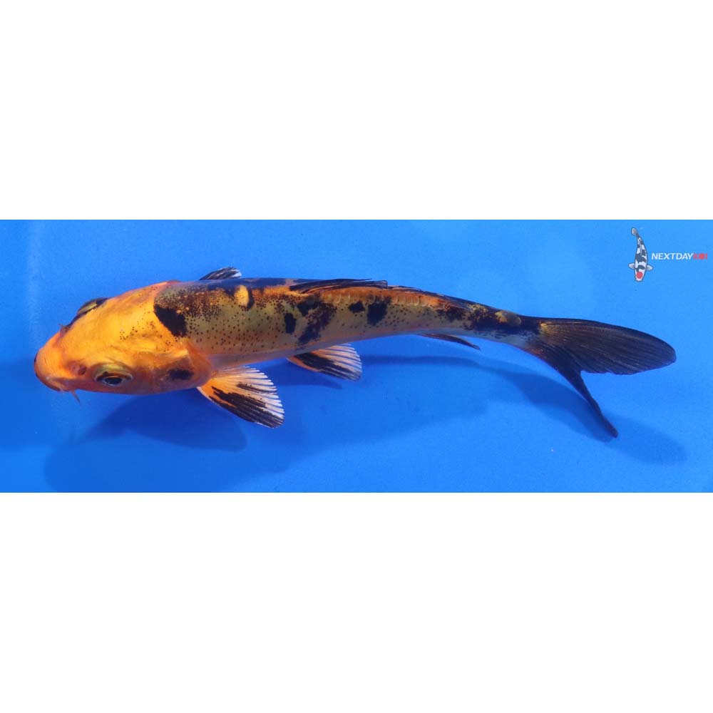 4.5” Imported Doitsu Kin Aka Bekko
